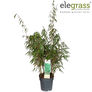 Fargesia murieliae 'Early Green' P23