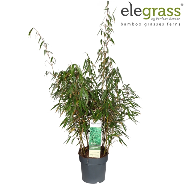 <h4>Fargesia murieliae 'Early Green' P23</h4>