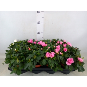 Rhododendron sim. 'Hellmut V' .mix