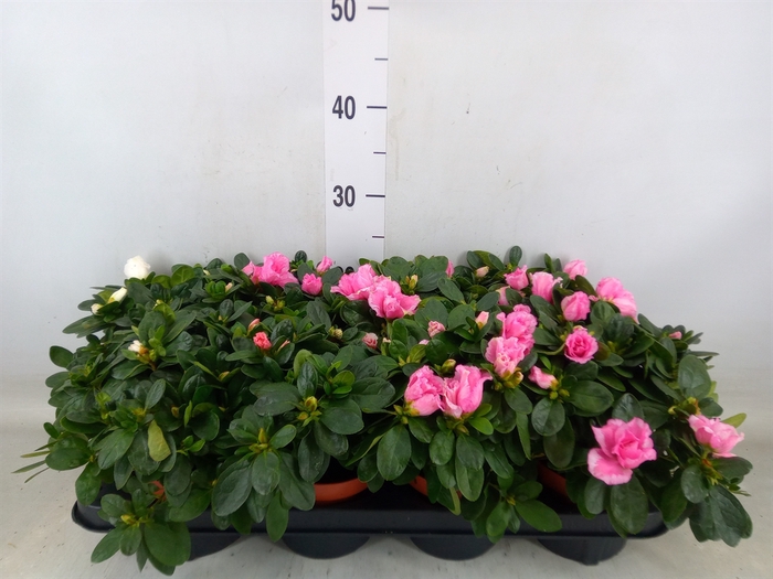 <h4>Rhododendron sim. 'Hellmut V' .mix</h4>