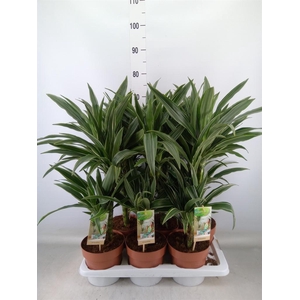 Dracaena fr de 'Warneckei'