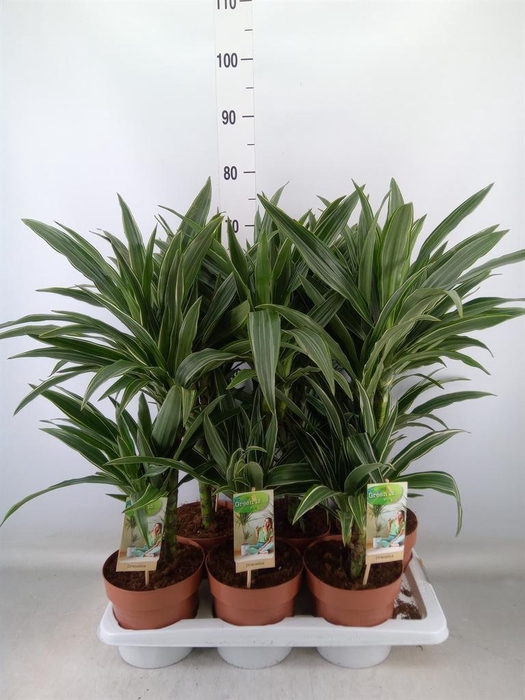 <h4>Dracaena fr de 'Warneckei'</h4>
