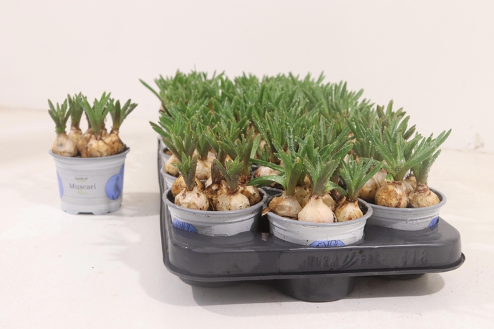 <h4>MUSCAR ARMENIACUM</h4>