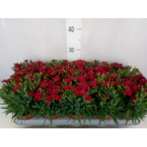 Dianthus car. 'Peman Red'