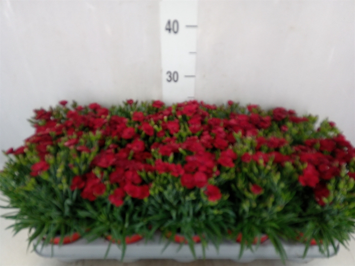 <h4>Dianthus car. 'Peman Red'</h4>
