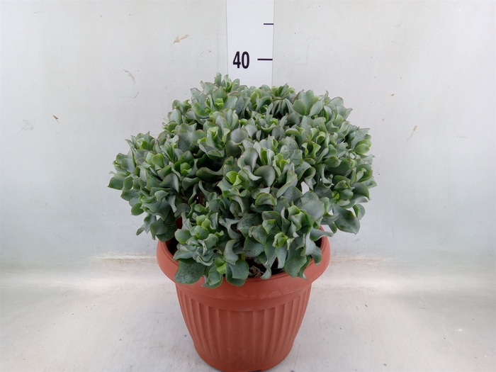 <h4>Crassula arborescens subsp. undilat</h4>