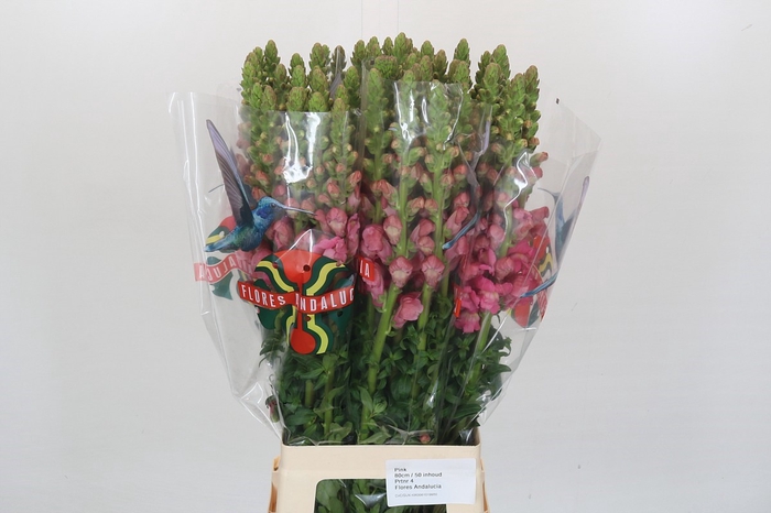 <h4>Antirrhinum Potomac Pink</h4>