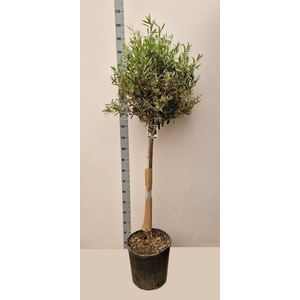 OLEA EUROPAEA