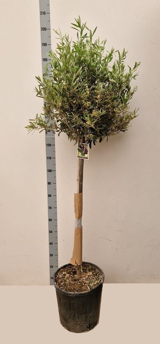 <h4>OLEA EUROPAEA</h4>