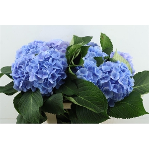 Hydr M Verena Blue 65-18
