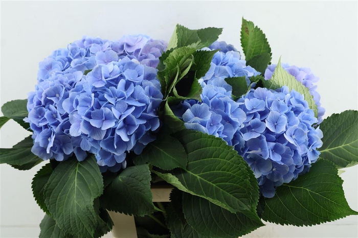 <h4>Hydr M Verena Blue 65-18</h4>