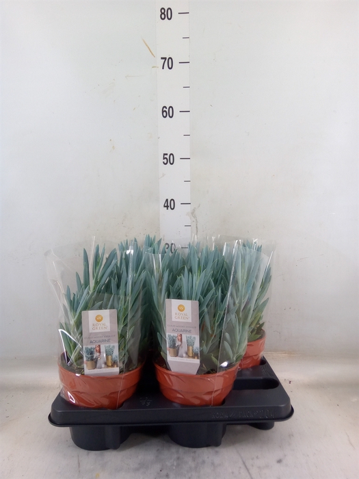 <h4>Curio ficoides 'Mount everest'</h4>