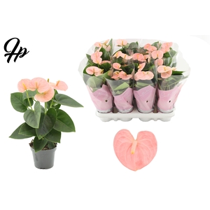 Anthurium 9 cm Spirit in Couture sleeve