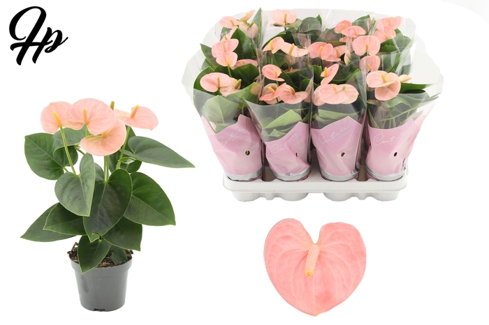 <h4>Anthurium 9 cm Spirit in Couture sleeve</h4>