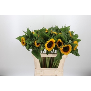 Helianthus Sunrich Orang