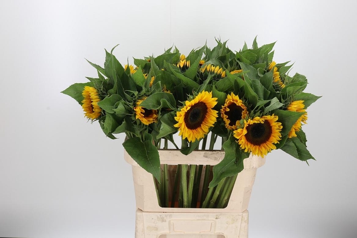 <h4>Helianthus Sunrich Orang</h4>