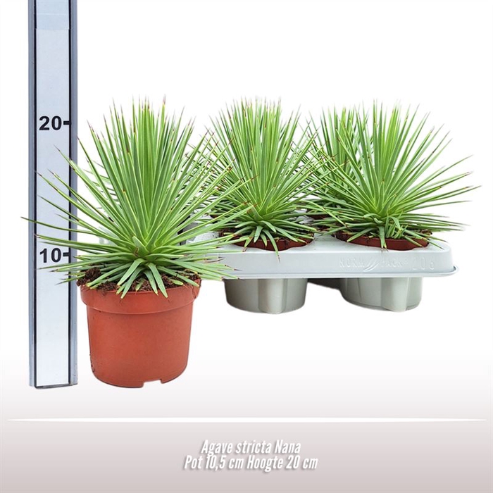 <h4>Agave Stricta Nana</h4>