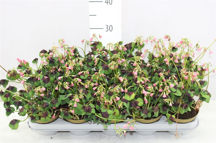 Oxalis Te Iron Cross