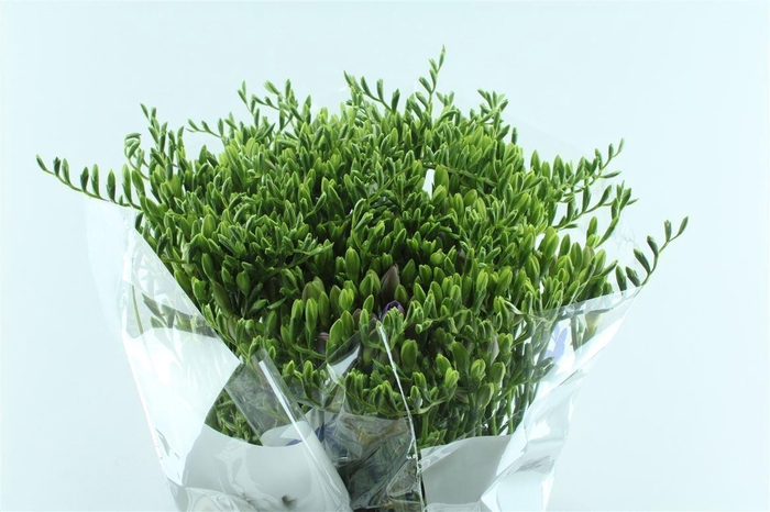 <h4>Fr En Blue Moon</h4>