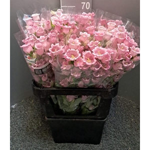 Campanula Pink Rosa