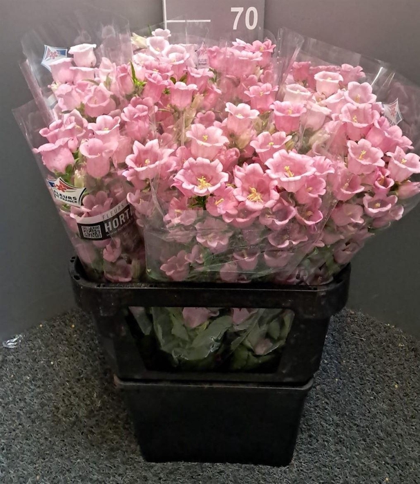 <h4>Campanula Pink Rosa</h4>