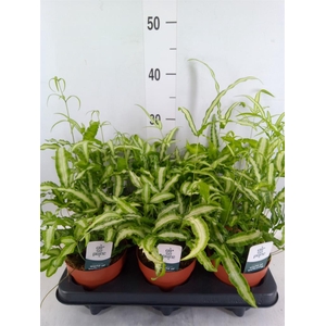 Pteris cretica 'Albolineata'