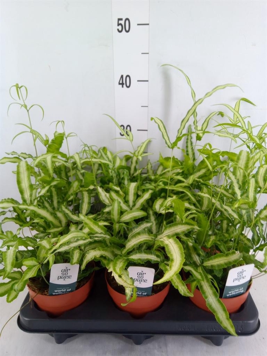 <h4>Pteris cretica 'Albolineata'</h4>