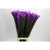 Liatris Callilepis