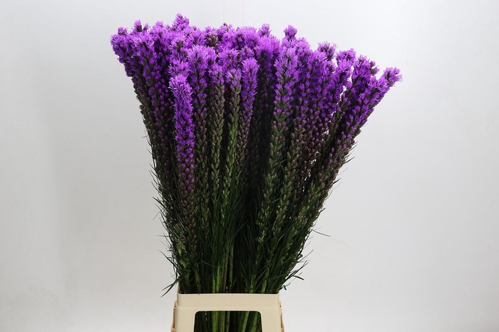 Liatris Callilepis