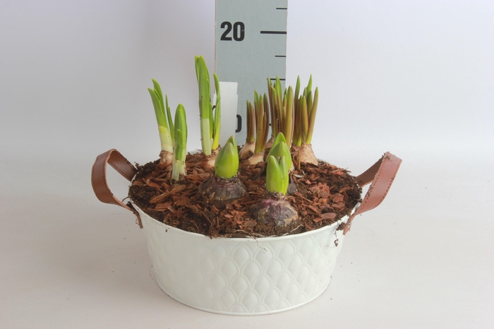 <h4>ARR TUINPLANTEN</h4>