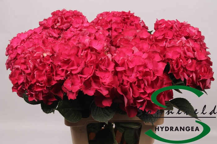 <h4>Hydrangea royal prestige</h4>