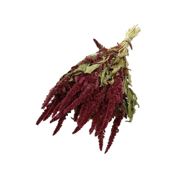 <h4>Dried flowers Amaranthus 50cm</h4>
