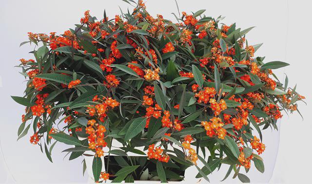 <h4>EUPH F T QUEEN ORANG</h4>