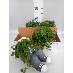 Arr.   Kamerplant Groen L%
