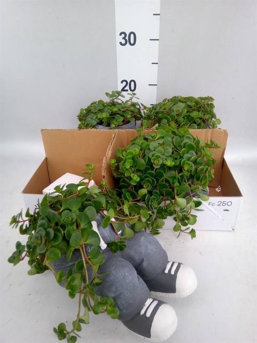 <h4>Arr.   Kamerplant Groen L%</h4>