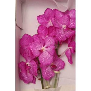 Vanda Kan Magic Pink