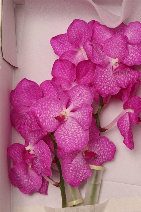 <h4>Vanda Kan Magic Pink</h4>