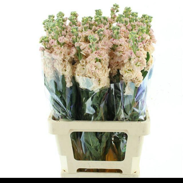 <h4>MATTH INCANA IRON APRICOT EXTRA</h4>