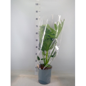 Philodendron bipinn. 'Little Hope'