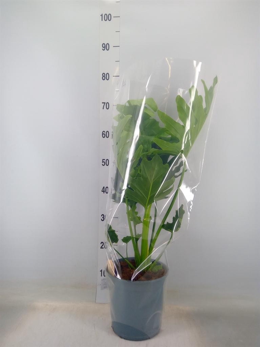 <h4>Philodendron bipinn. 'Little Hope'</h4>