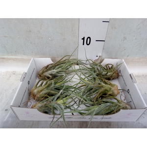 Tillandsia