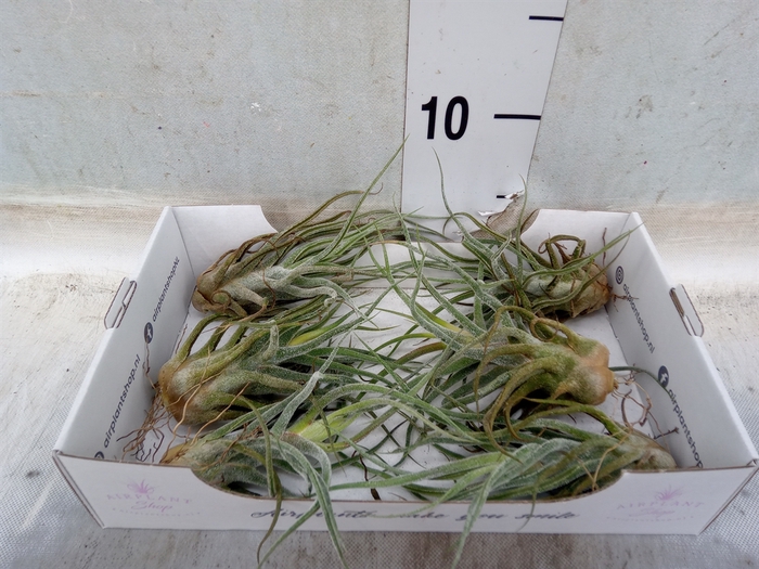 <h4>Tillandsia</h4>