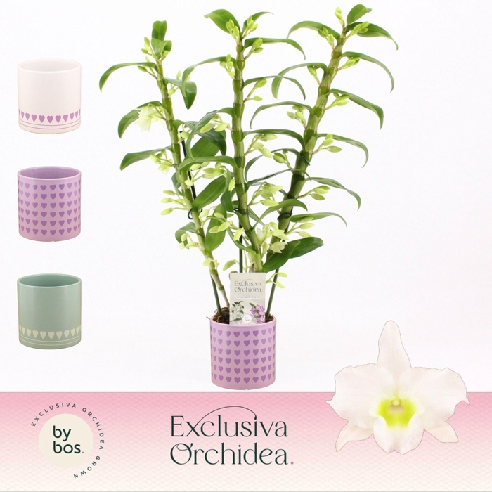 <h4>Dendrobium Nobilé, Apollon 3-spike in Horizon Love 'Exclusiva Orchidea'</h4>