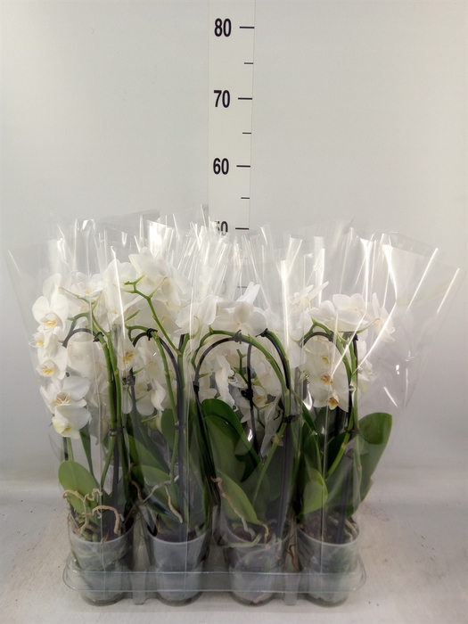 <h4>Phalaenopsis  'Elegant Cascade'</h4>