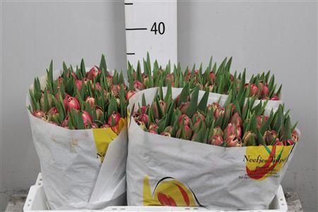 <h4>Tu Du Columbus</h4>