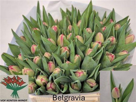 <h4>Tu Du Belgravia</h4>