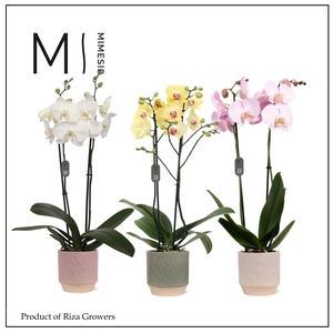 Phalaenopsis Mix 2 spike – 12cm in Luna | Mimesis
