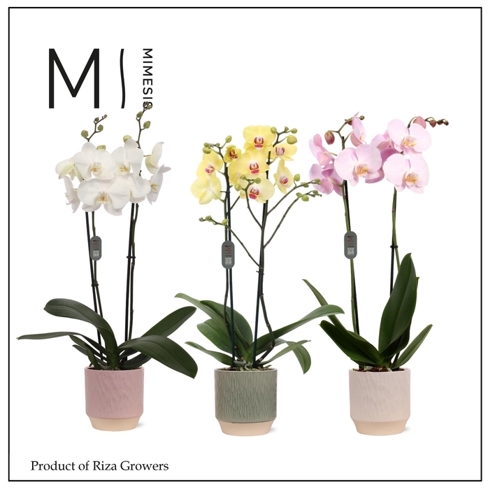 <h4>Phalaenopsis Mix 2 spike – 12cm in Luna | Mimesis</h4>