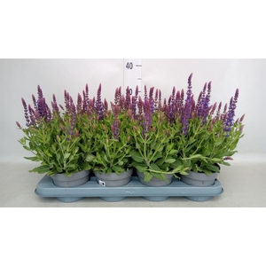 Salvia nemorosa 'Blauhuegel'
