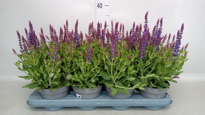 <h4>Salvia nemorosa 'Blauhuegel'</h4>